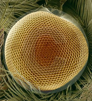 Picture of the structure of a moth eye. Credit: Peng Jiang