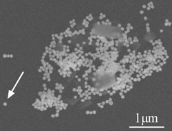 Scanning electron micrograph image of a cluster of gold nanoparticles on a thin silicon nitride membrane. 
The arrow points to the nanoparticle that was investigated.