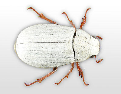 Scarabaeidae cyphochilus