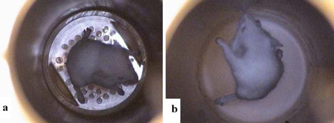 A three-week-old mouse weighing about 10 grams levitated by magnetic fields, either with a magnet (a) or without (b). Credit: Da-Ming Zhu et al.