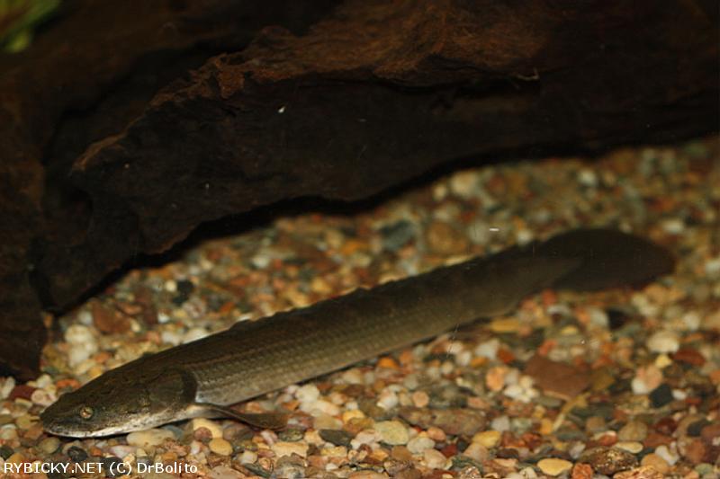 Bichir ed (Polypterus palmas)