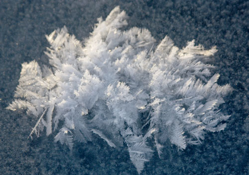 Frost flowers on the ice shelf near Barrow, Alaska (Image: Carlye Calvin/ University Corporation for Atmospheric Research)