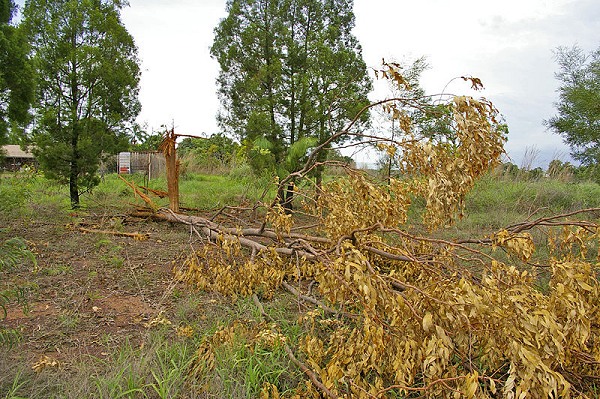 File:Lightning struck tree 2.jpg