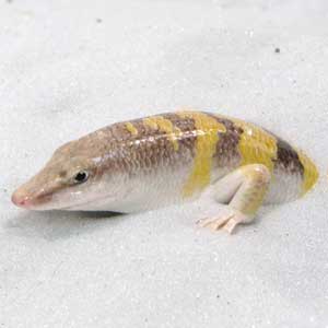 lizard swims through sand