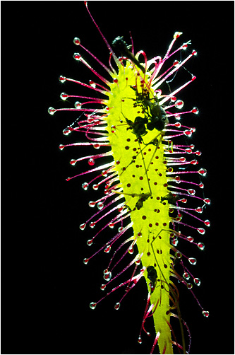 Drosera longifolia. Visible light