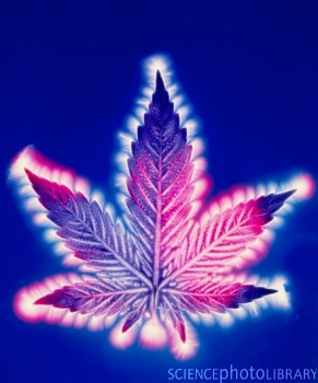 Kirlian photograph of a leaf of Cannabis sativa