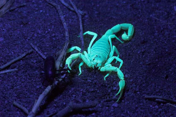 Scorpion under UV light at night - Hadrurus arizonensis