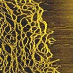 AFM image of an entangled network of the polysaccharide xanthan. Image size: 1.5 micron x 1.5 micron