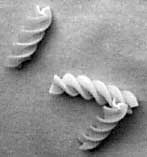 fusilli are the perfect model of 
			helical phase fronts