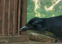 The crows had to use a short stick to extract a longer stick from a cage - before using that to get a food treat