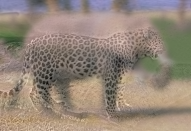 leopard elephant