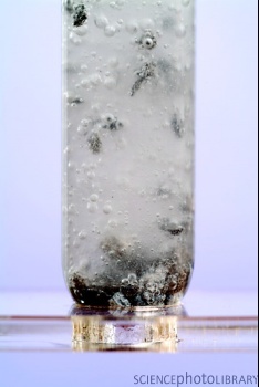 Calcium reacting with hydrochloric acid