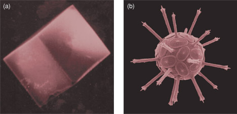 (a) A synthetic calcite crystal. (b) A coccolith crystal formed in nature.