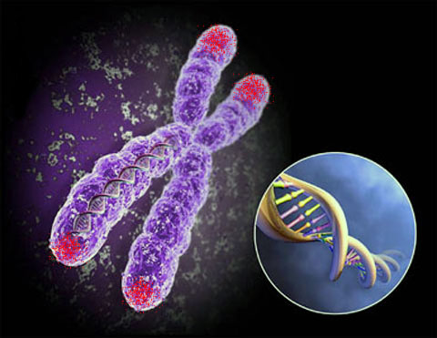 Na tomto obrzku jsou na chromozonu telomry oznaeny ervenou barvou. Baird tvrd, e pokud nejsou v podku, pak buka sama "rozhoduje" o tom, e v telome je naruena DNA, co je nutn odstranit slouenm tchto, jakoby, rozervanch kousk. Ale toto "len" niemu dobrmu nepispv. 