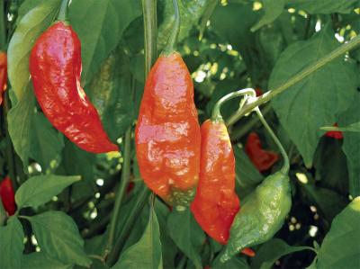 Paprika Bhut Jolokia (foto Paul Borland)