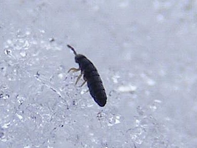 Image:Snow Flea close up.JPG