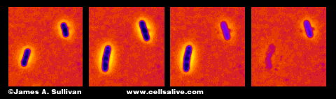 penicillin killing E. coli