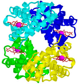 Figure 1: Haemoglobin structure, showing four coiled protein strands, each with a singe active heme site embedded within them.