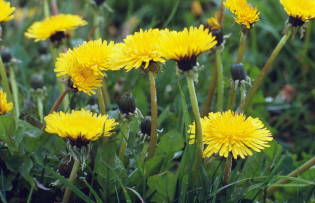 Oncologist Dr. Caroline Hamm got the idea to look into dandelions after two leukemia patients refused their next course of chemotherapy, yet returned to the cancer centre not on stretchers, but with improved test results after a steady diet of dandelion tea.