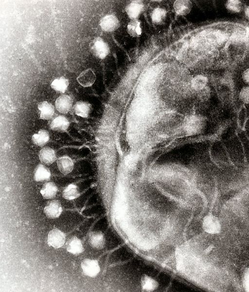 File:Phage.jpg