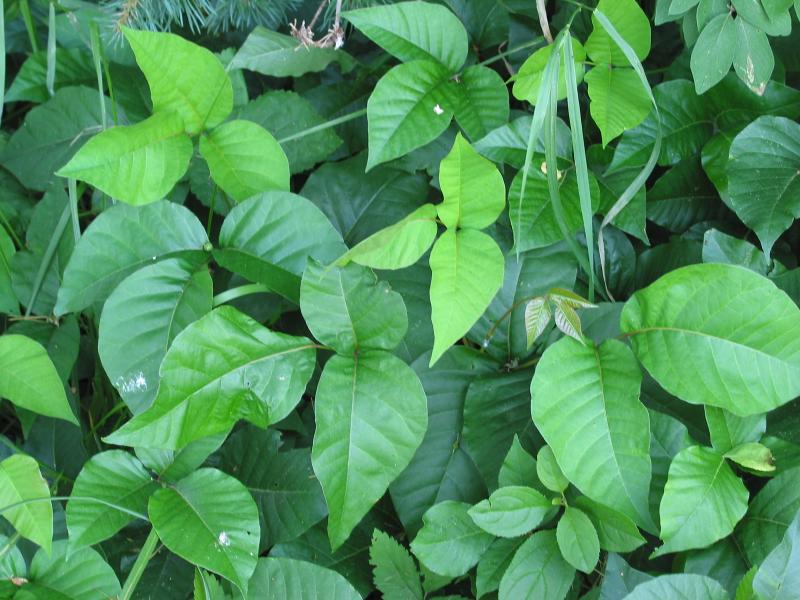 http://upload.wikimedia.org/wikipedia/commons/7/71/Toxicodendron_radicans.jpg