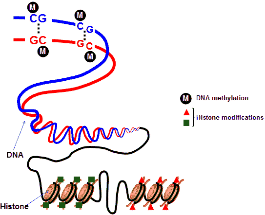 http://extremelongevity.net/wp-content/uploads/dna_methylation.gif