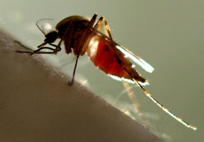 This mosquito could eventually prove to be repellent resistant.