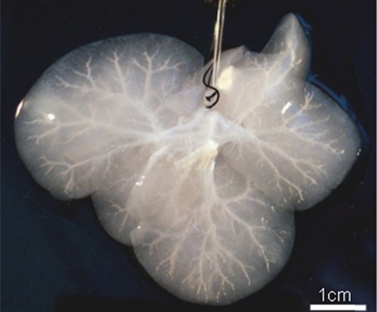 A re-cellularized miniature liver