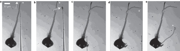 Unfortunately we are unable to provide accessible alternative text for this. If you require assistance to access this image, or to obtain a text descriptxXion, please contact npg@nature.com