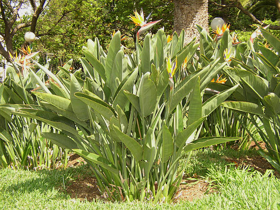 Strelitzia reginae