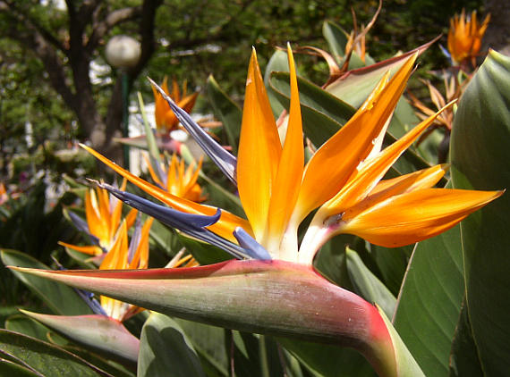 Strelitzia reginae