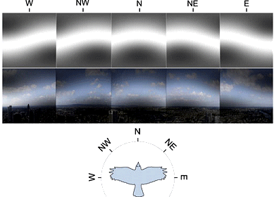 http://blogs.discovermagazine.com/notrocketscience/files/2010/07/Bird_compass.jpg