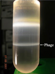 Image of a phage