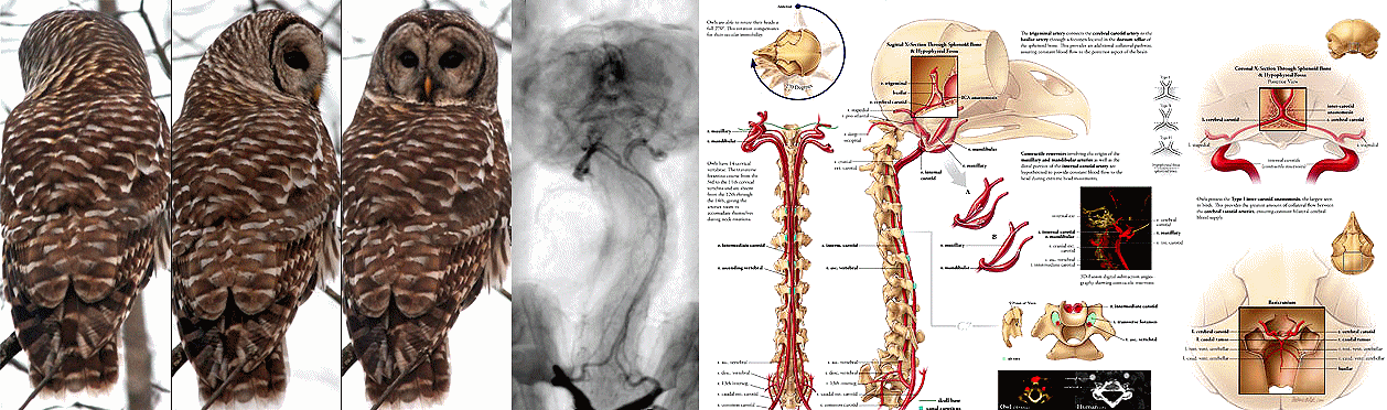 http://www.nsf.gov/news/special_reports/scivis/images/adaptions_owls_cervical_lg.jpg