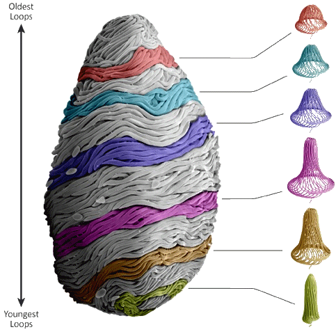 http://www.neomatica.com/wp-content/uploads/2014/09/Nested-Conical-Arrangements-LONI-1.jpeg