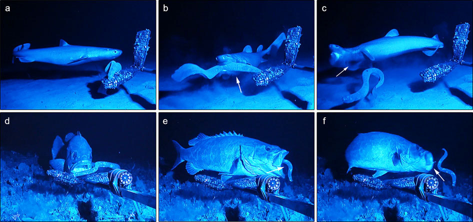 Hagfish slime as a defence mechanism against gill-breathing predators.