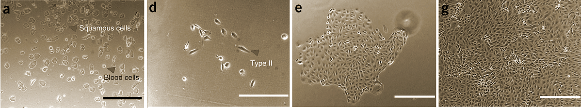 http://www.nature.com/nprot/journal/v7/n12/images_article/nprot.2012.115-F1.jpg