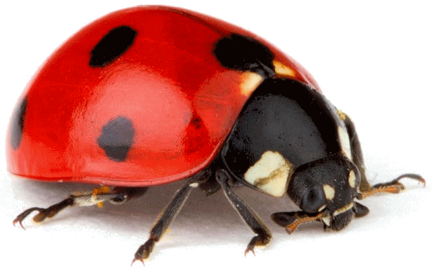 http://images.wisegeek.com/ladybug.jpg