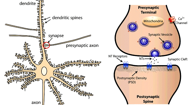 http://dyslectern.info/wp-content/uploads/2015/01/classicneuron.jpeg