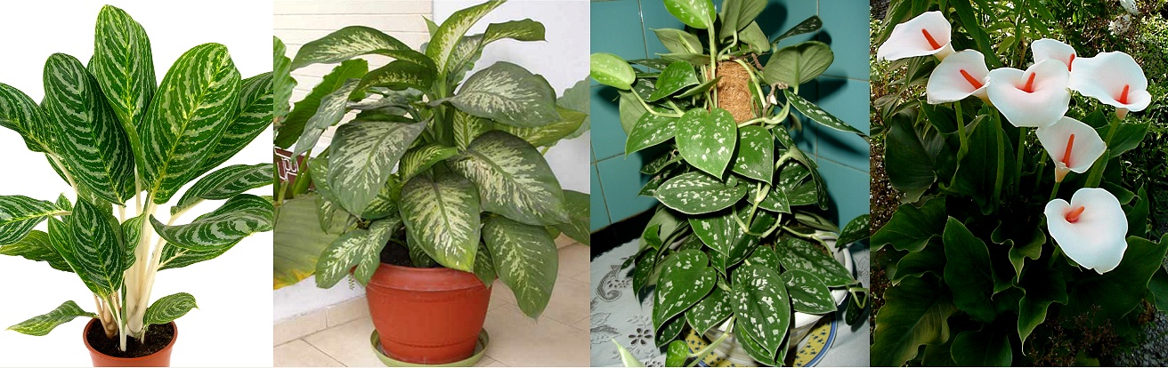 http://www.garten.cz/images_data/4810-aglaonema-1.jpg