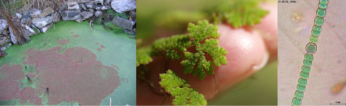 http://upload.wikimedia.org/wikipedia/commons/thumb/3/31/Azolla_caroliniana_winter_color_001.JPG/800px-Azolla_caroliniana_winter_color_001.JPG