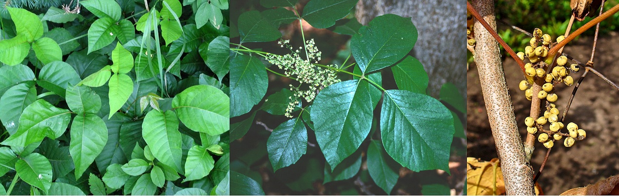 Soubor:Toxicodendron radicans.jpg