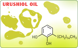 http://www.poisonivyoaksoap.com/images/urushiol_oil_facts_images/urushiol_oil.jpg