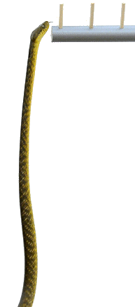 http://news.sciencemag.org/sciencenow/assets/2012/07/11/sn-snakes.jpg