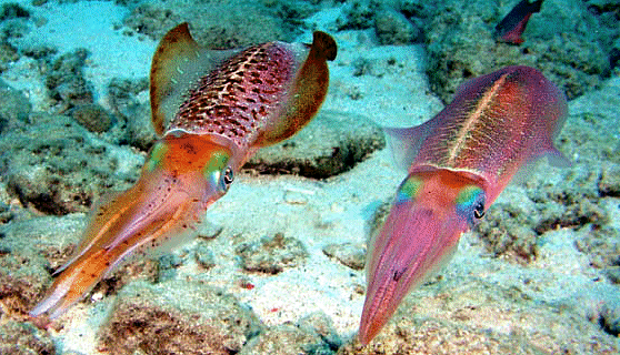 http://cdn4.sci-news.com/images/2013/09/image_1371-squids.jpg