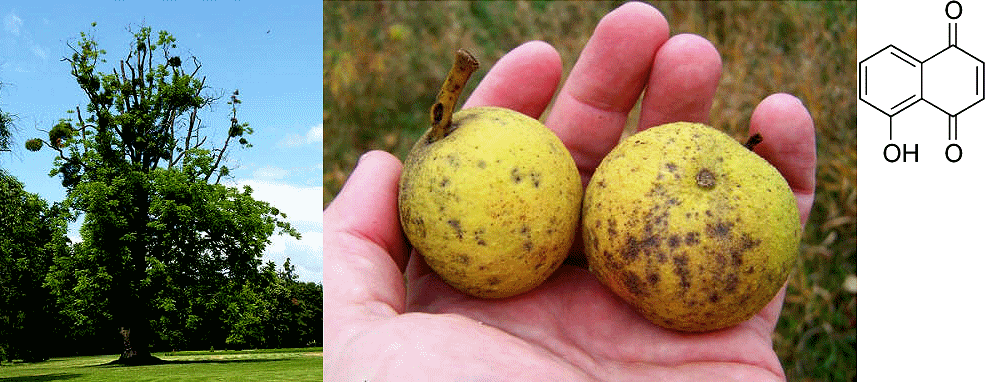 Soubor:Juglans nigra in Kravaře, Czech Republic.JPG