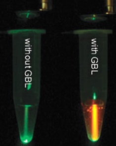 http://www.rsc.org/chemistryworld/sites/default/files/upload/Fluorescent-sensor-for-date-rape-drug_c3cc43153c_300.jpg