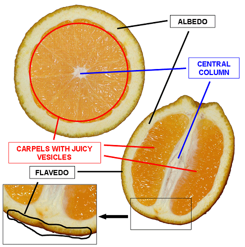 File:Orange cross section descriptxxxion.png