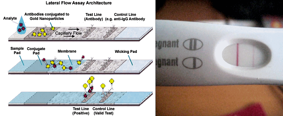 http://www.cytodiagnostics.com/images/lateral_flow_assay.jpg