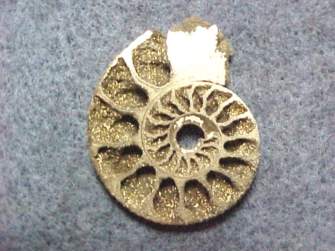 http://www.stat.wisc.edu/~ifischer/Collections/Fossils/Images/pyritized.jpg